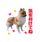 ポメラニアン★だいふく（個別スタンプ：13）