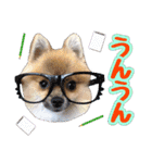 ポメラニアン★だいふく（個別スタンプ：17）