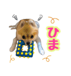 ポメラニアン★だいふく（個別スタンプ：19）
