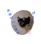 黒柴：コテツのつぶやき（個別スタンプ：2）