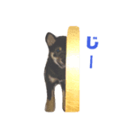 黒柴：コテツのつぶやき（個別スタンプ：3）