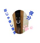 黒柴：コテツのつぶやき（個別スタンプ：7）
