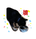 黒柴：コテツのつぶやき（個別スタンプ：8）