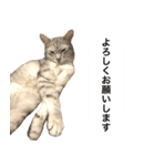 兄弟猫 こたしん②（個別スタンプ：1）
