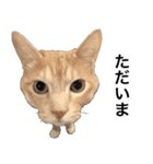 兄弟猫 こたしん②（個別スタンプ：2）