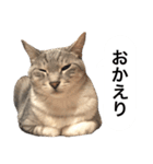 兄弟猫 こたしん②（個別スタンプ：3）