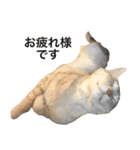 兄弟猫 こたしん②（個別スタンプ：4）