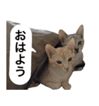 兄弟猫 こたしん②（個別スタンプ：5）