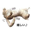 兄弟猫 こたしん②（個別スタンプ：6）