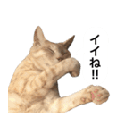 兄弟猫 こたしん②（個別スタンプ：8）