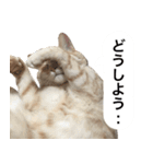 兄弟猫 こたしん②（個別スタンプ：9）