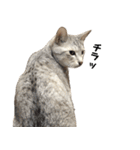 兄弟猫 こたしん②（個別スタンプ：11）