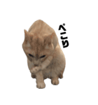 兄弟猫 こたしん②（個別スタンプ：12）