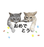 兄弟猫 こたしん②（個別スタンプ：13）