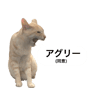 兄弟猫 こたしん②（個別スタンプ：14）