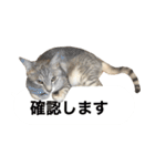 兄弟猫 こたしん②（個別スタンプ：15）