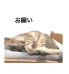 兄弟猫 こたしん②（個別スタンプ：16）