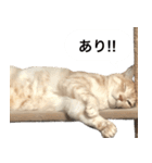 兄弟猫 こたしん②（個別スタンプ：18）