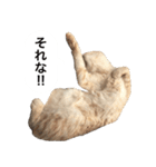 兄弟猫 こたしん②（個別スタンプ：19）