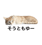 兄弟猫 こたしん②（個別スタンプ：20）