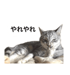 兄弟猫 こたしん②（個別スタンプ：21）