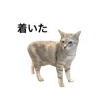 兄弟猫 こたしん②（個別スタンプ：22）
