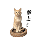 兄弟猫 こたしん②（個別スタンプ：23）