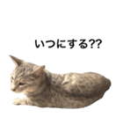 兄弟猫 こたしん②（個別スタンプ：24）