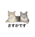 兄弟猫 こたしん②（個別スタンプ：25）