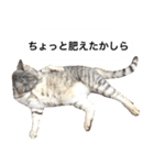 兄弟猫 こたしん②（個別スタンプ：27）