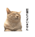 兄弟猫 こたしん②（個別スタンプ：28）