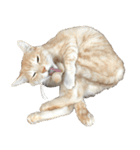 兄弟猫 こたしん②（個別スタンプ：31）