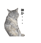 兄弟猫 こたしん②（個別スタンプ：32）