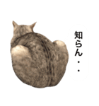 兄弟猫 こたしん②（個別スタンプ：33）