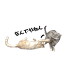 兄弟猫 こたしん②（個別スタンプ：34）