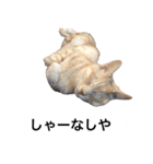 兄弟猫 こたしん②（個別スタンプ：35）