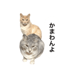 兄弟猫 こたしん②（個別スタンプ：36）