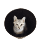 兄弟猫 こたしん②（個別スタンプ：40）
