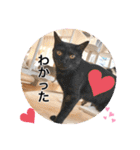 Ohana  猫がいっぱい キラキラバージョン（個別スタンプ：1）