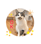 Ohana  猫がいっぱい キラキラバージョン（個別スタンプ：2）