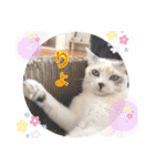 Ohana  猫がいっぱい キラキラバージョン（個別スタンプ：3）