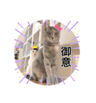 Ohana  猫がいっぱい キラキラバージョン（個別スタンプ：4）