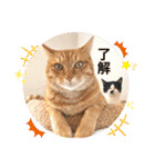 Ohana  猫がいっぱい キラキラバージョン（個別スタンプ：5）