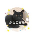 Ohana  猫がいっぱい キラキラバージョン（個別スタンプ：6）