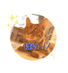 Ohana  猫がいっぱい キラキラバージョン（個別スタンプ：7）