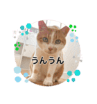 Ohana  猫がいっぱい キラキラバージョン（個別スタンプ：8）