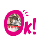Ohana  猫がいっぱい キラキラバージョン（個別スタンプ：9）