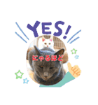Ohana  猫がいっぱい キラキラバージョン（個別スタンプ：10）