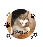 Ohana  猫がいっぱい キラキラバージョン（個別スタンプ：11）