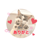 Ohana  猫がいっぱい キラキラバージョン（個別スタンプ：12）